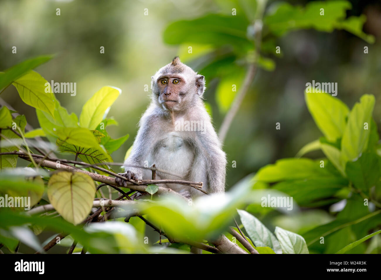 Long-tailed Macaque Monkey in the Monkey forest in Bali Stock Photo