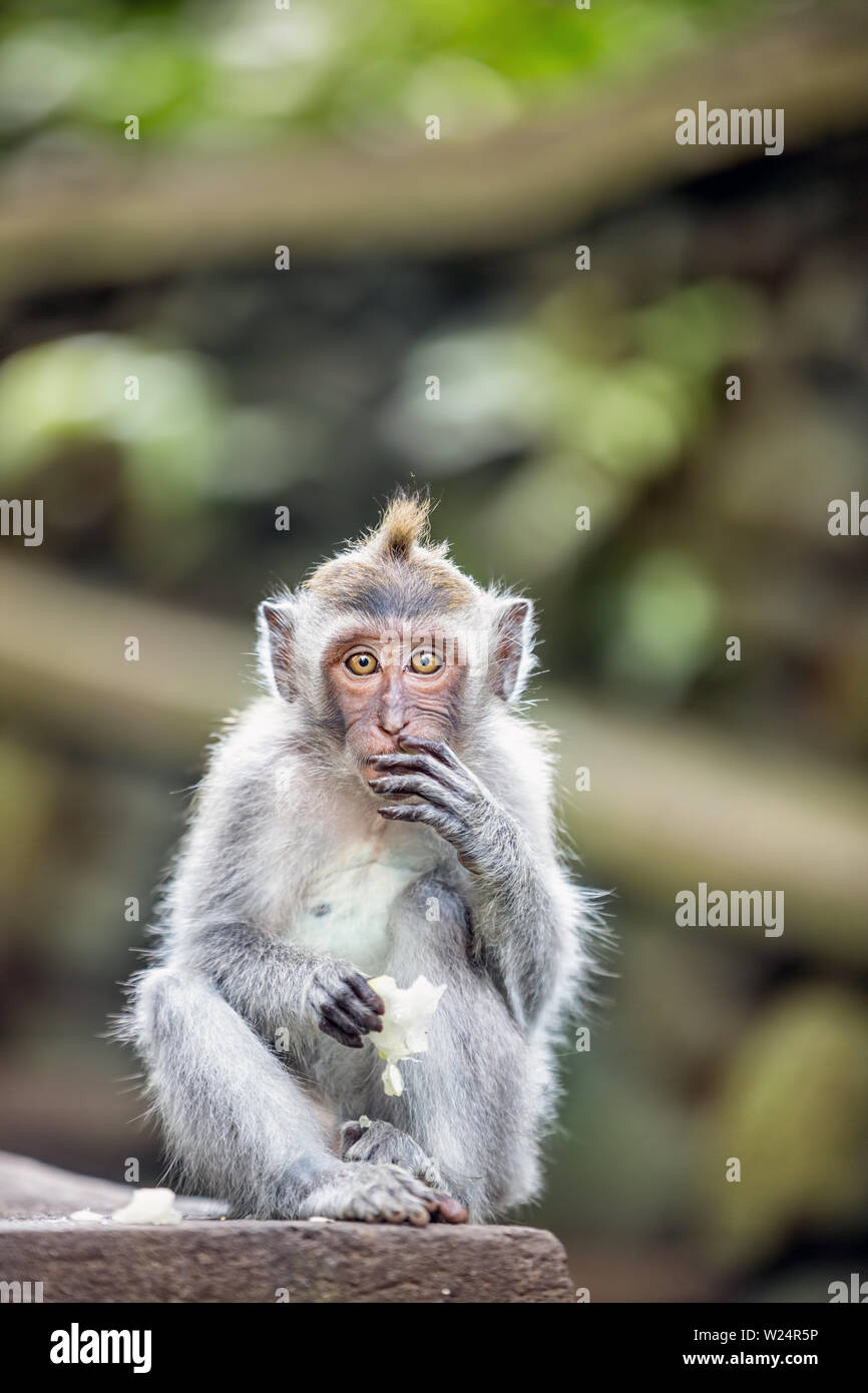 Monkey eating fruit in Bali Ubud forest, Long-tailed macaque (Macaca fascicularis) Stock Photo