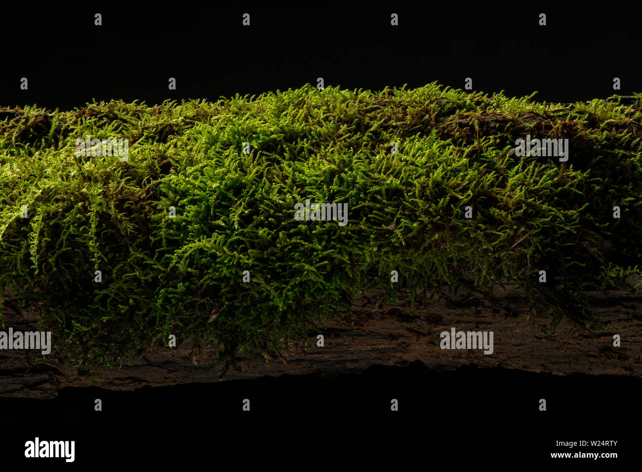 Moss on a rotten log in the forest Stock Photo