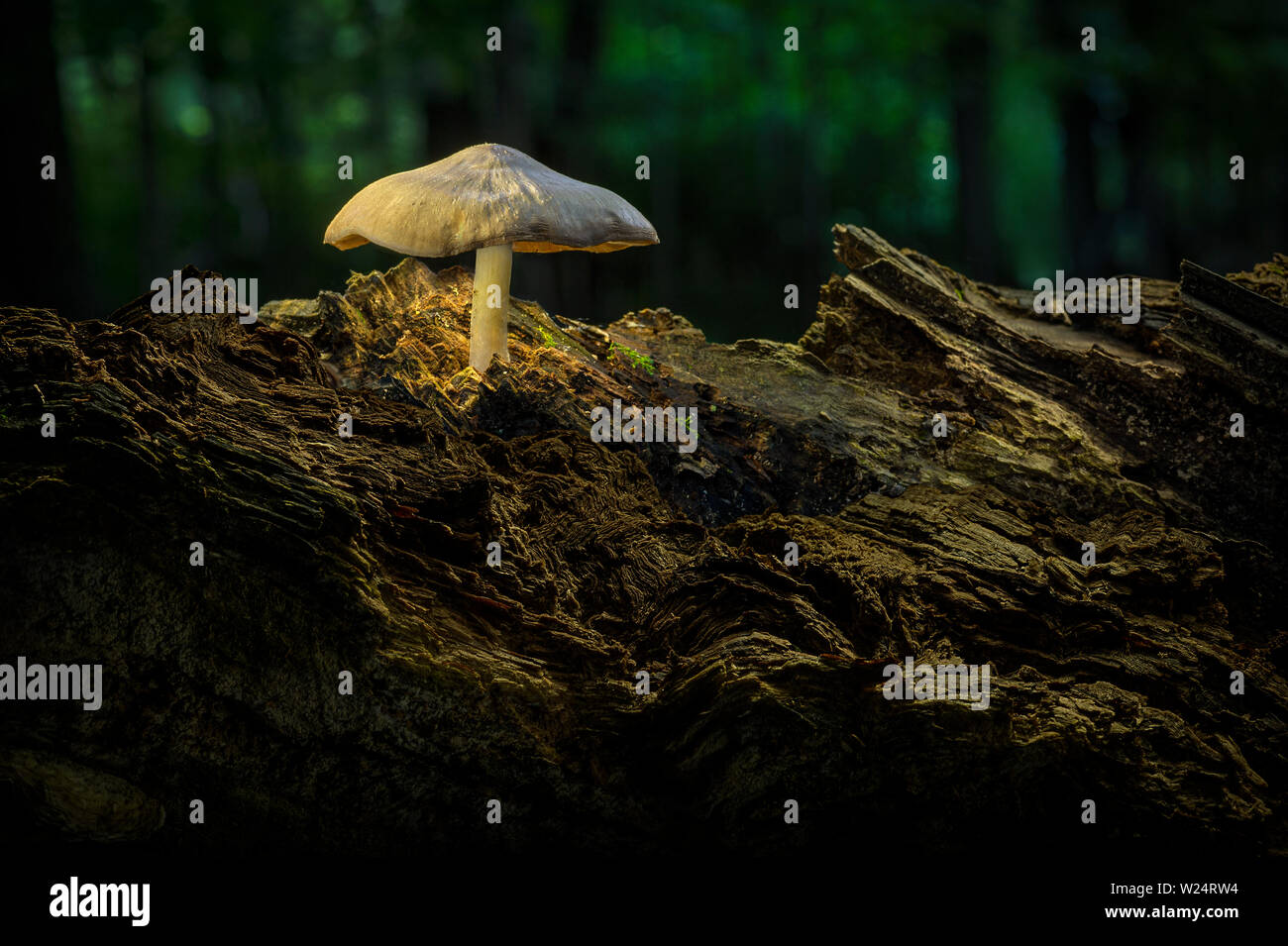 Mushroom growing on old rotten log in forest Stock Photo