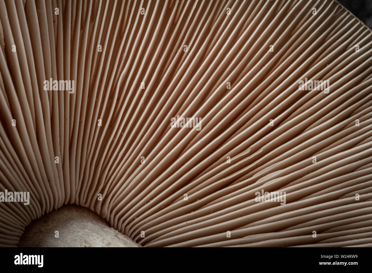 Detail photo of underside of gilled mushroom Stock Photo