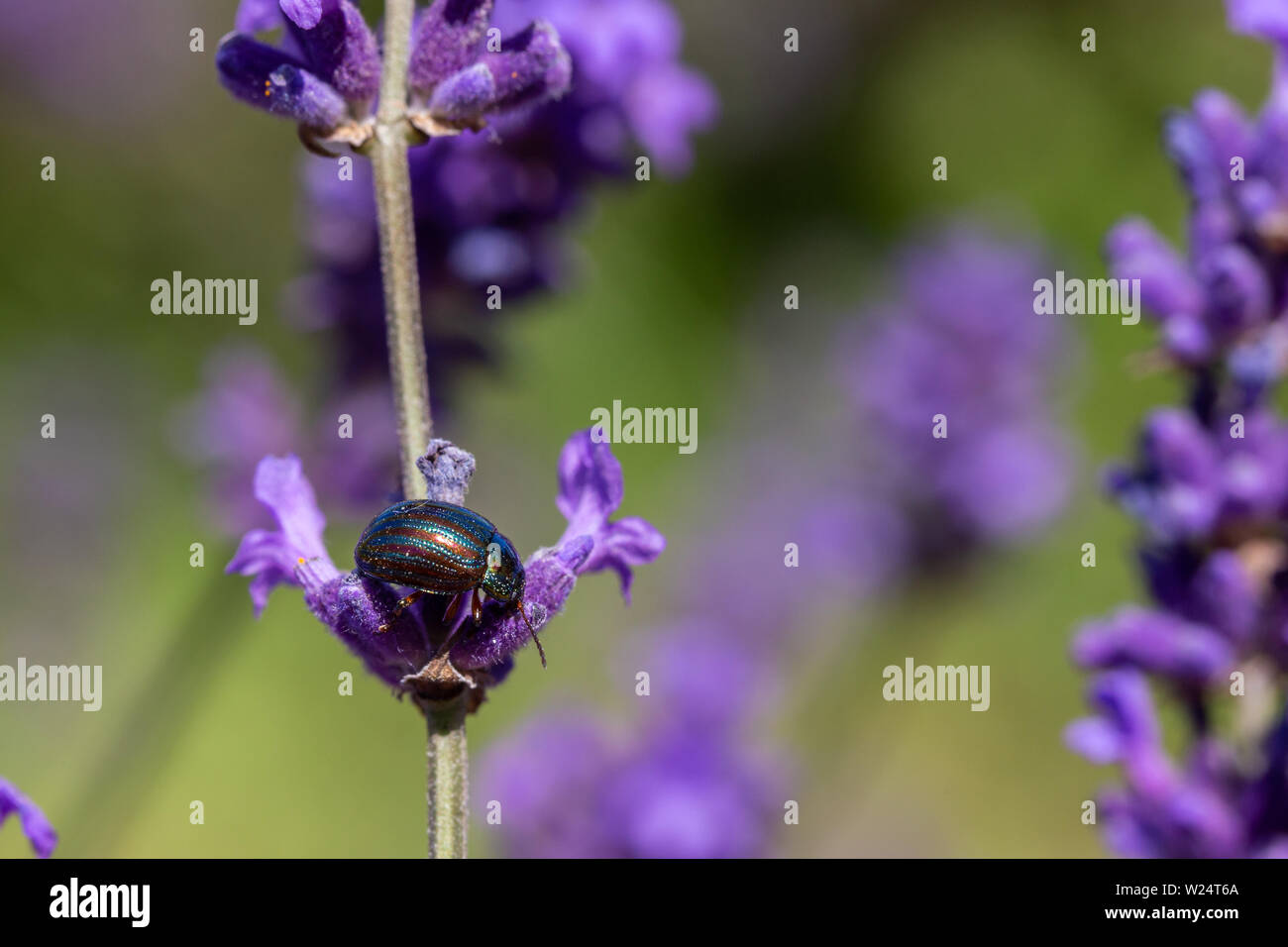 Rosemary Beetle (Chrysolina americana) feeding on a lavender plant at Mayfield Lavender Farm