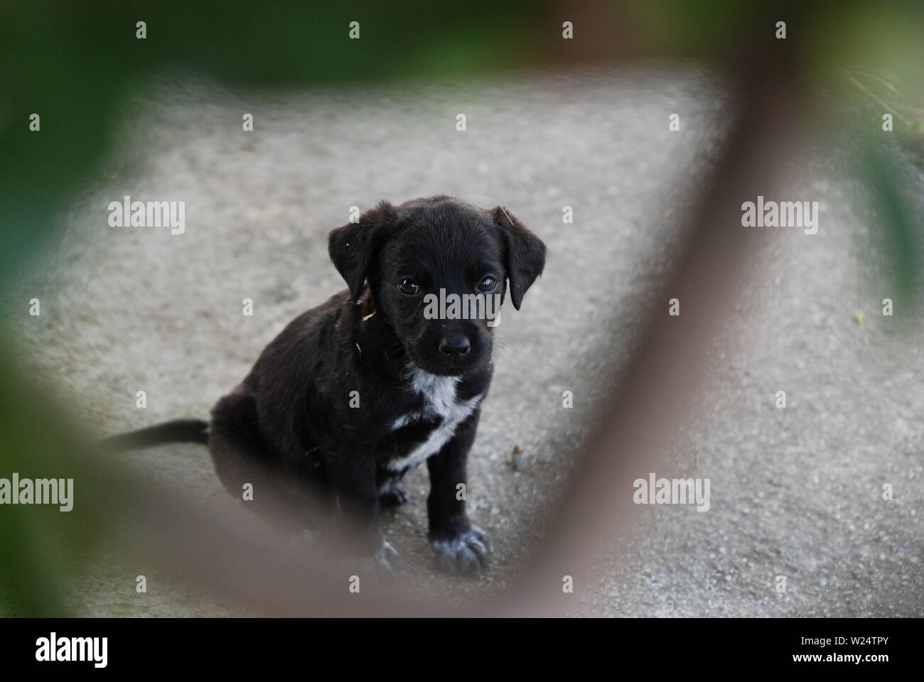 Awaiting adoption hi-res stock photography and images - Alamy