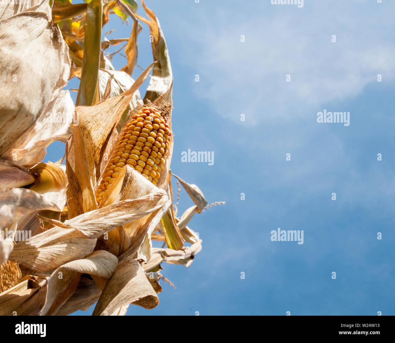 An ear of corn still on the stalk.  It is ripe and ready to be harvested. Stock Photo