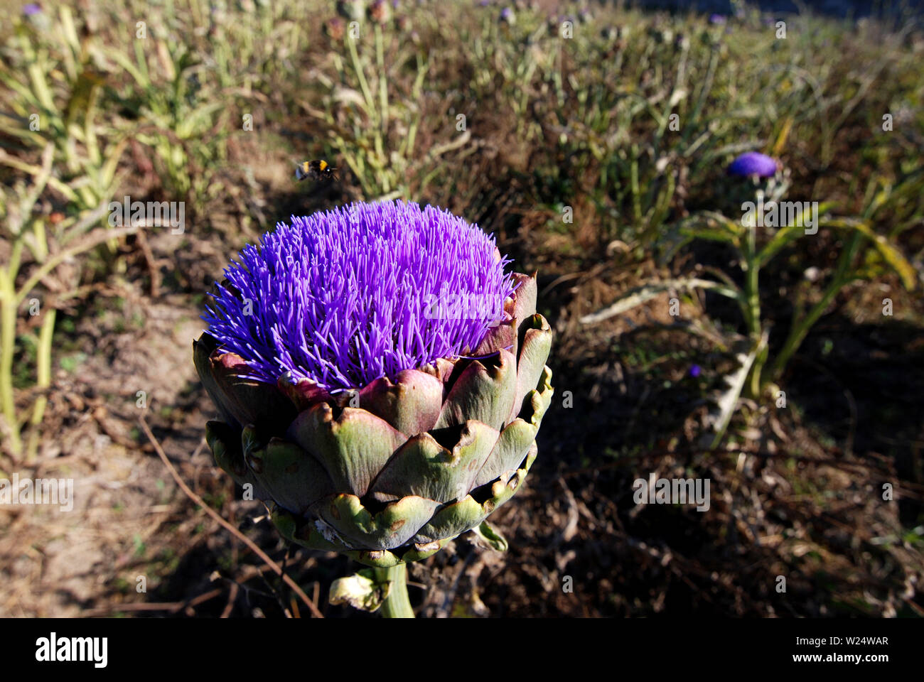 Beautiful large purple flower of the artichoke plant hires stock