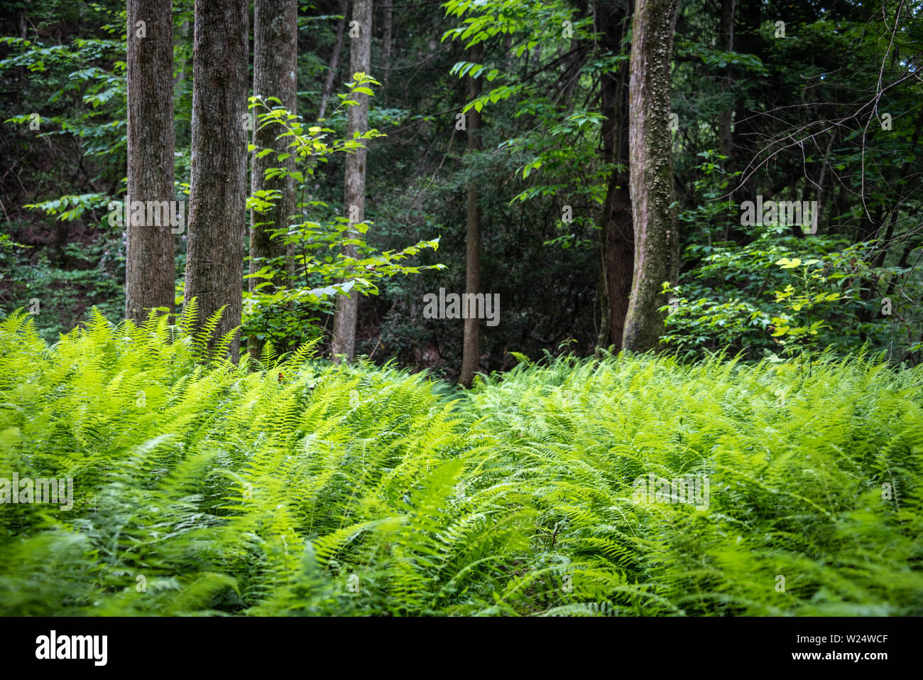 Ferns and forest at Smithgall Woods State Park, a conservation park in the Blue Ridge Mountains at Helen, Georgia. (USA) Stock Photo