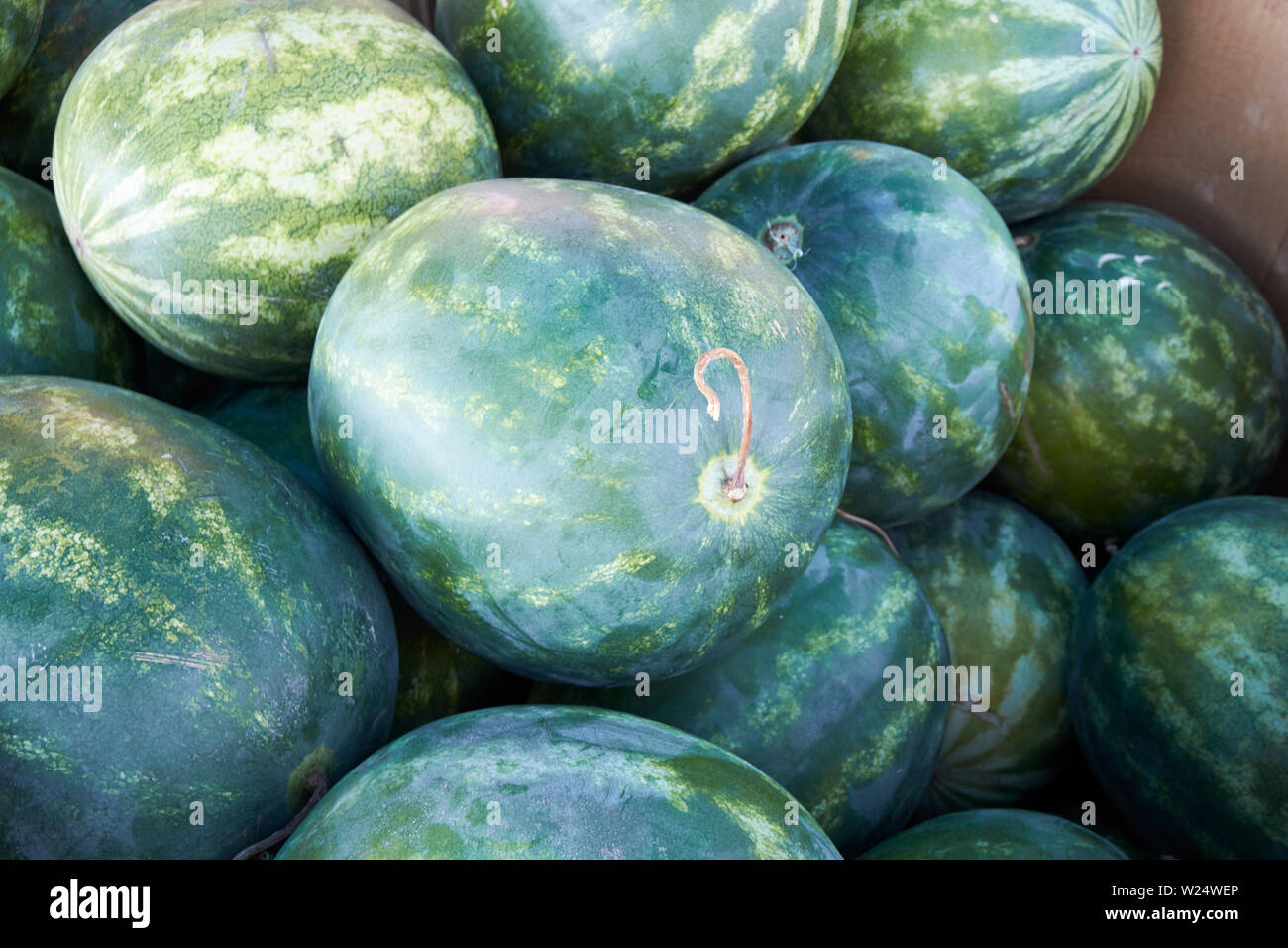 large ripe watermelons for sale on a farm outside townsend usa