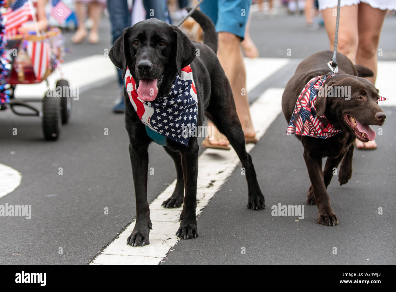 red white and blue dog bandana