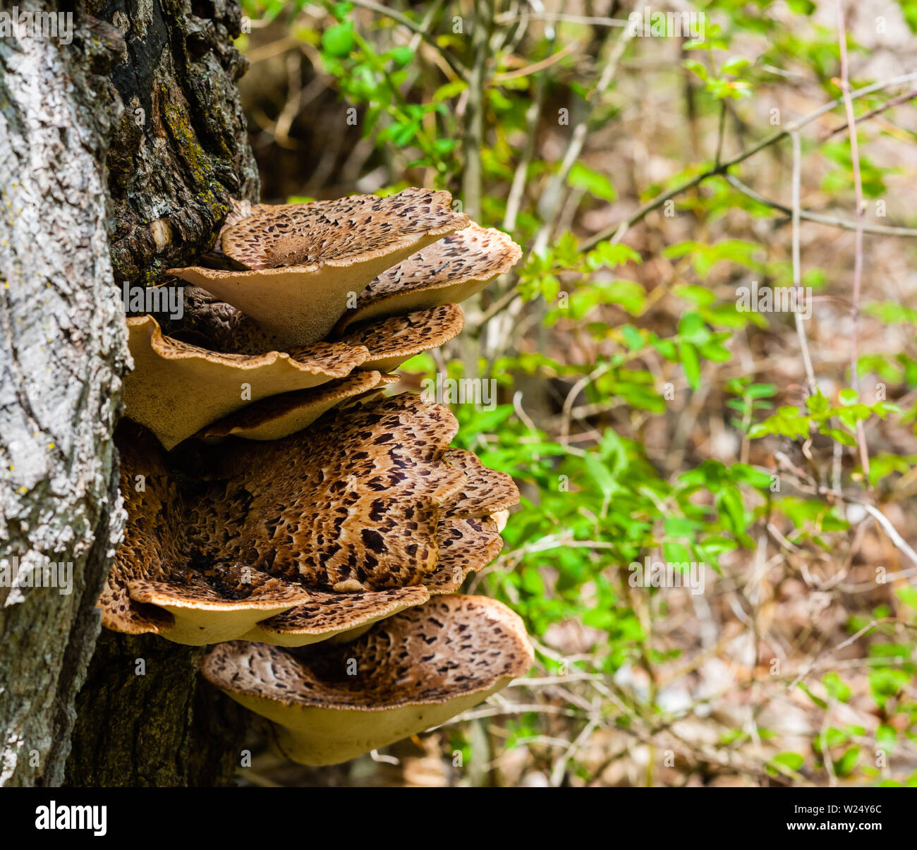 Parasitic brown fungus growing out of tree bark. Stock Photo