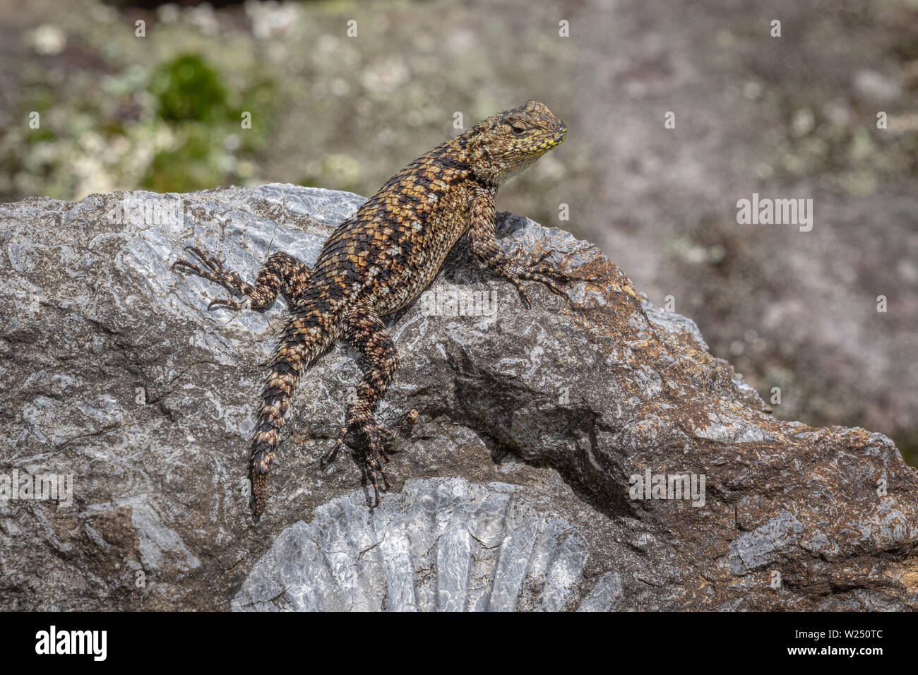 Green Spiny Lizards can be bright green or as dark as slate or black. Most become this darker color as they try to absorb more sunlight. Stock Photo