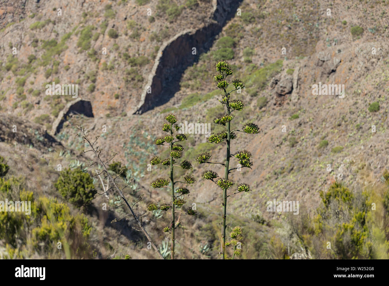 Very high stem of blooming agave flower with many sprouts. Mountain slopes of the Teno massif, cut by a layer of solid basalt in the Blurred backgroun Stock Photo