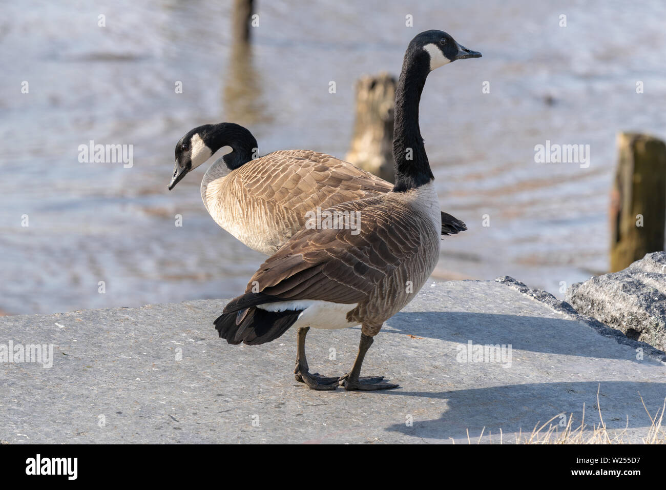 Canada goose new york new york ny 10012 Clearance