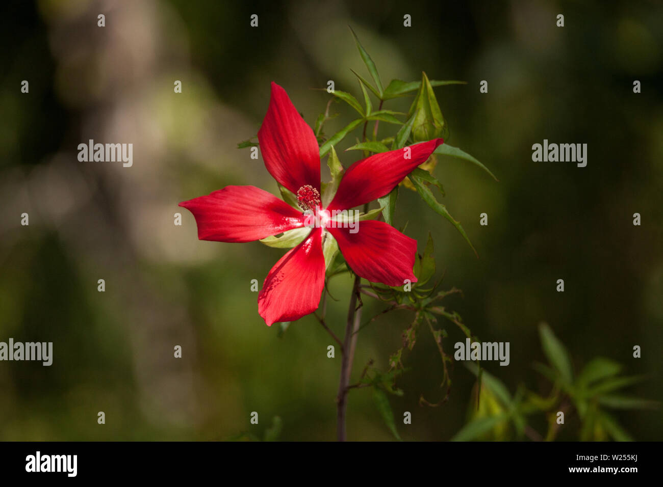 Red swamp hibiscus hibiscus coccineus grows in the Corkscrew Swamp in ...