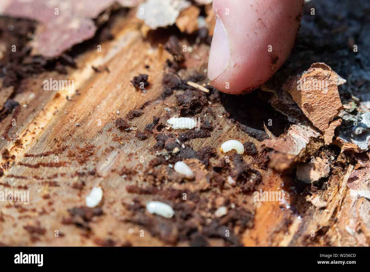Nuremberg reichswald hi-res stock photography and images - Alamy