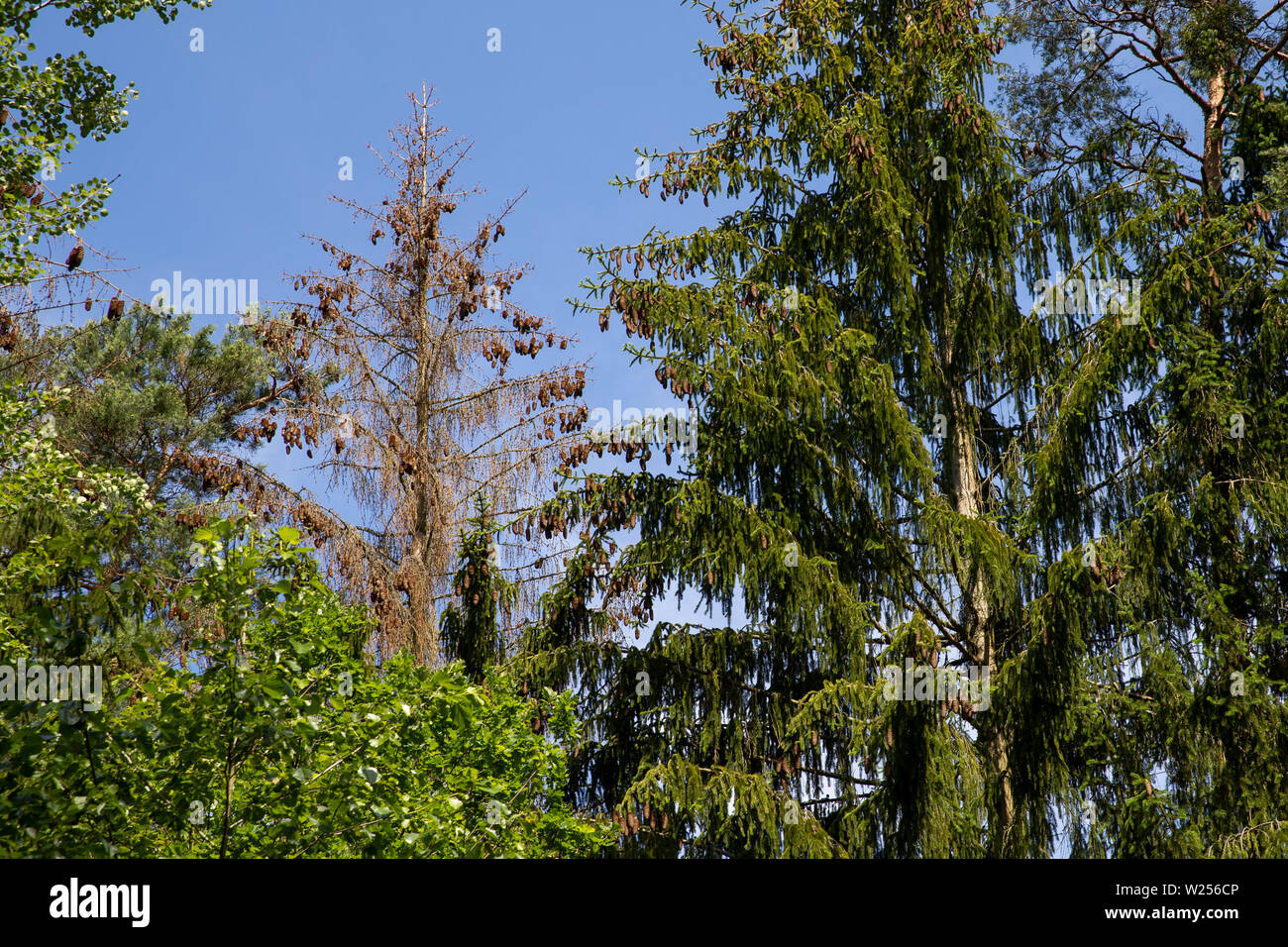 Animal pests hi-res stock photography and images - Alamy