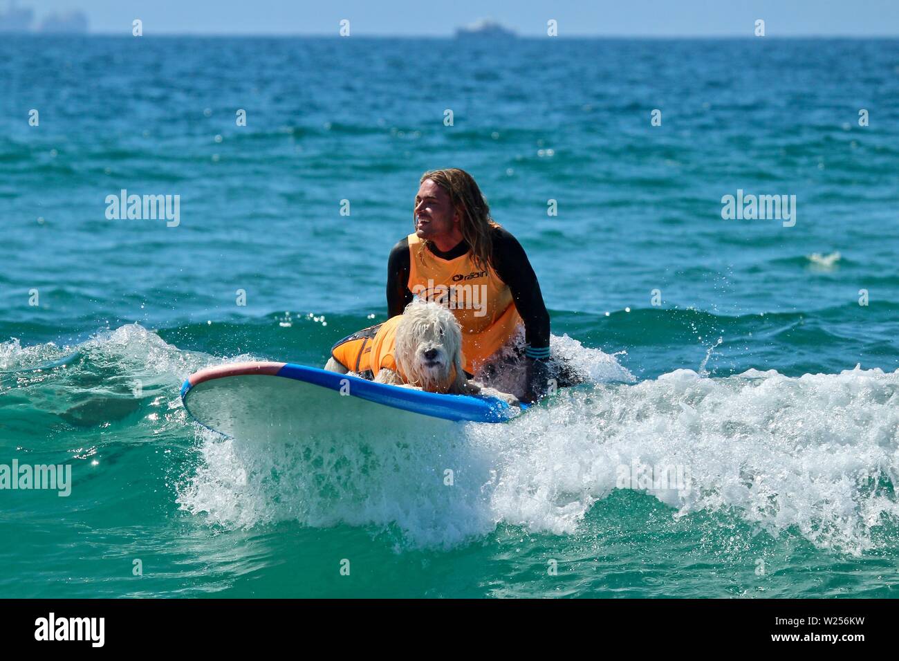 Dog surfing event in Huntington Beach, CA Stock Photo