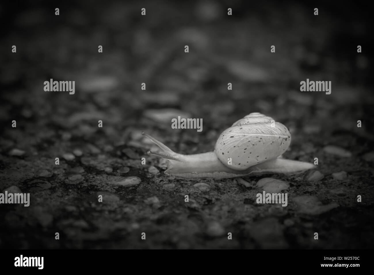 Snail walking in black and white Stock Photo - Alamy