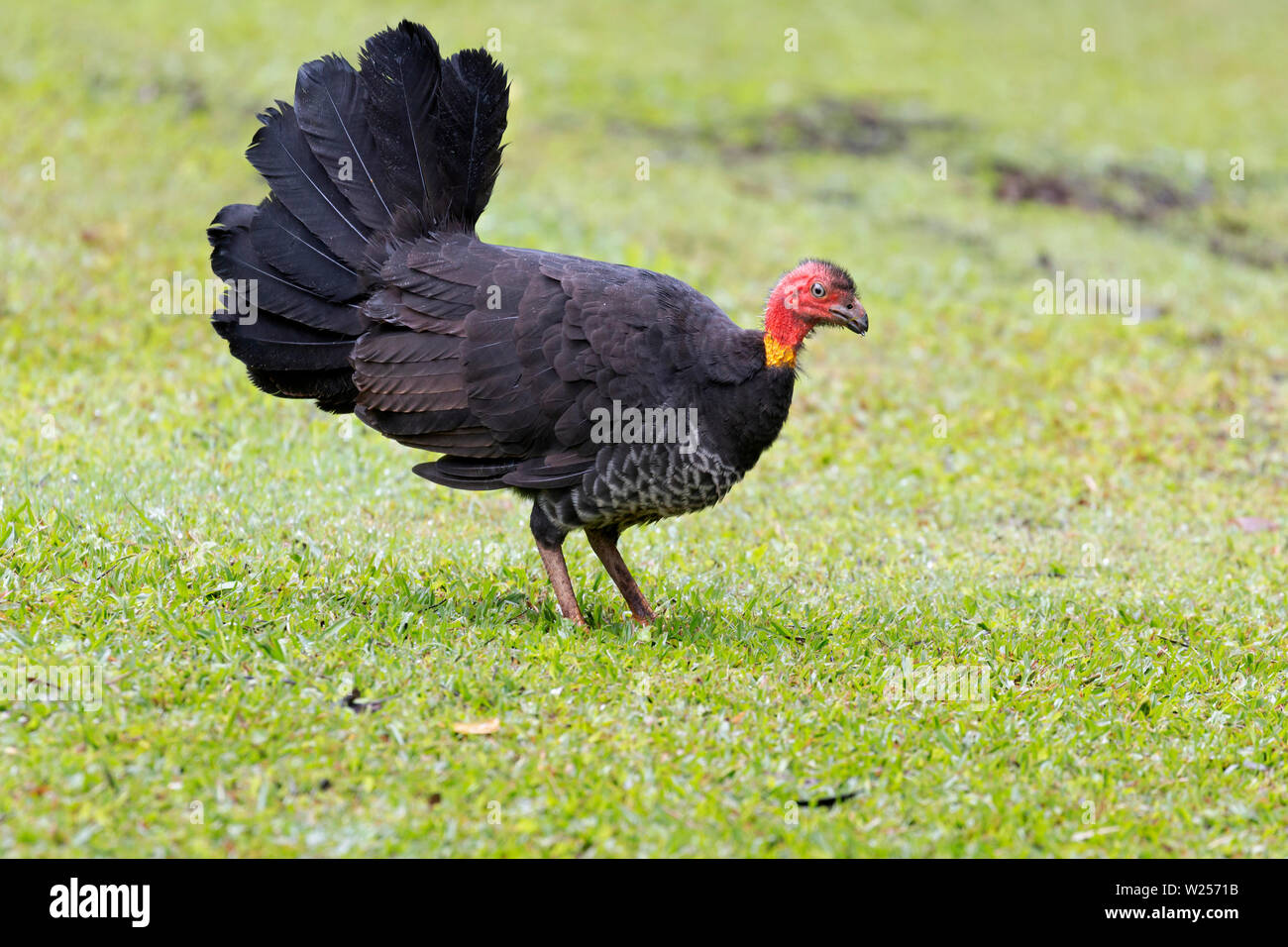 Brushturkey hires stock photography and images Alamy