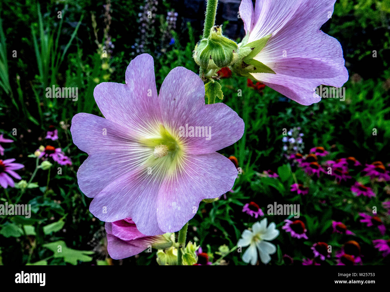 Purple glow hi-res stock photography and images - Alamy