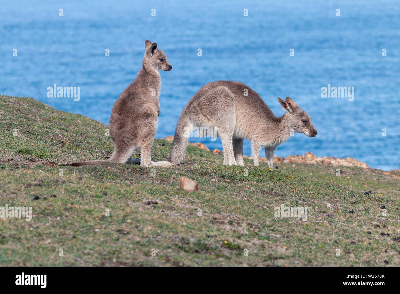 Eastern Grey Kangaroo June 3rd, 2019 Bongil Bongil National Park, Australia Stock Photo