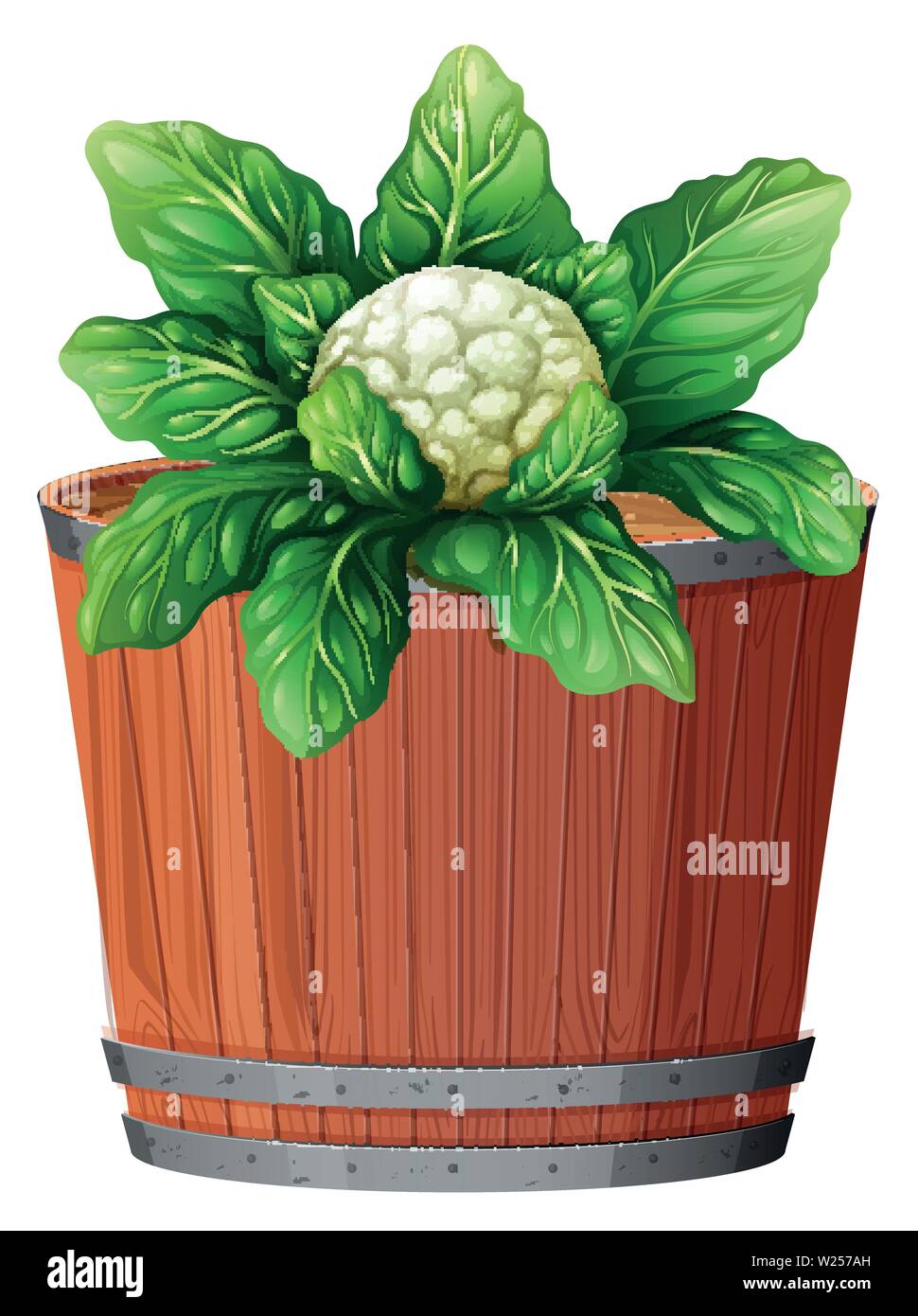 Cauliflower graphic Cut Out Stock Images & Pictures Alamy