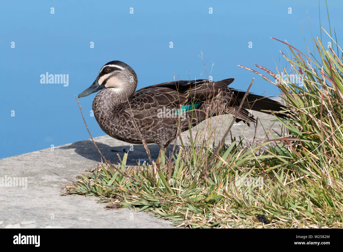 Pacific Black Duck June 12th, 2019 Centennial Park in Sydney, Australia