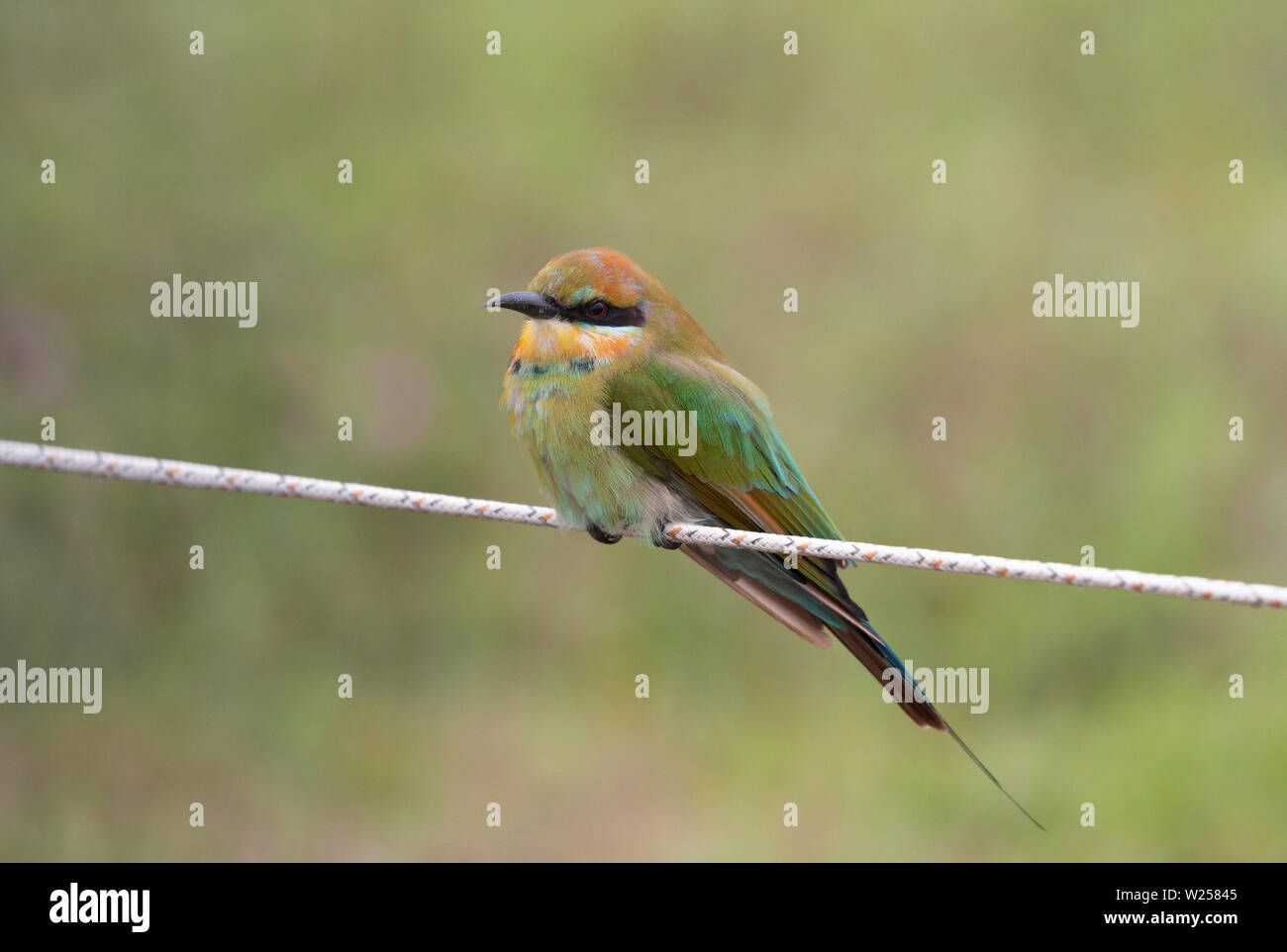 Rainbow Bee-eater June 6th, 2019 Near Port Douglas, Australia Stock Photo
