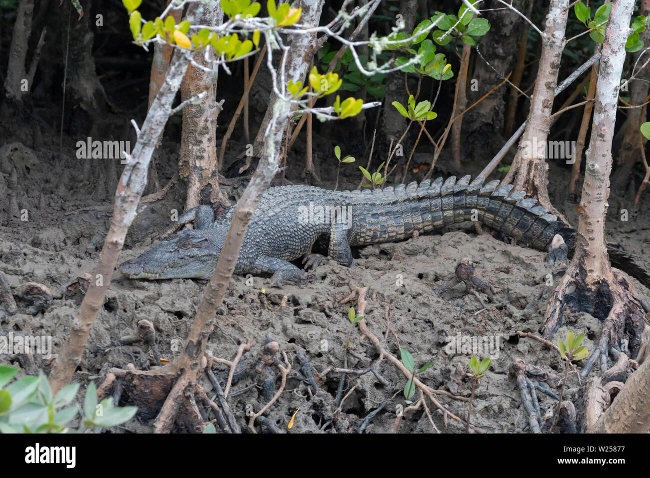 Saltwater Crocodile June 6th, 2019 Near Port Douglas, Australia Stock Photo