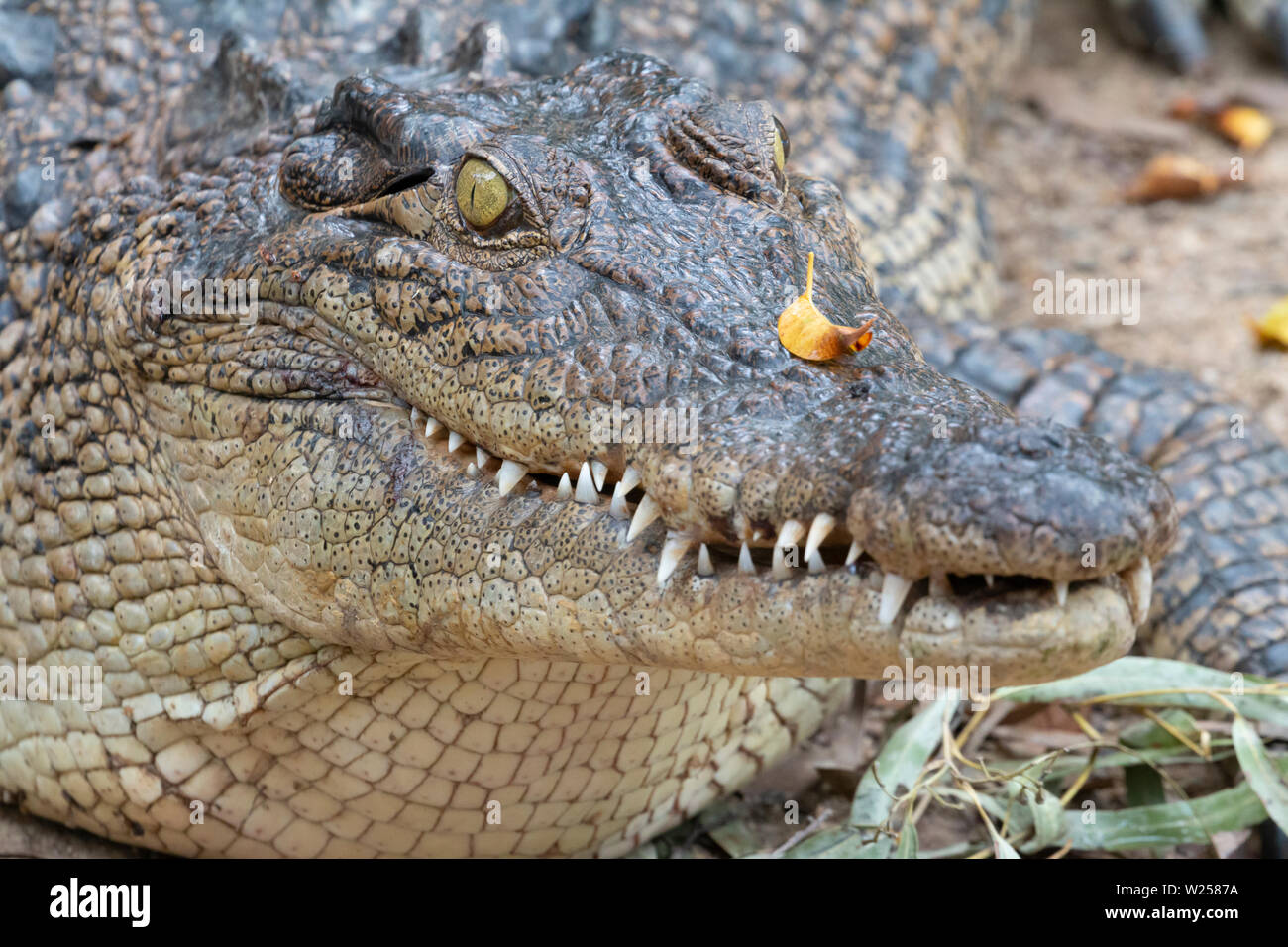 Saltwater Crocodile June 7th, 2019 Port Douglas, Australia Stock Photo