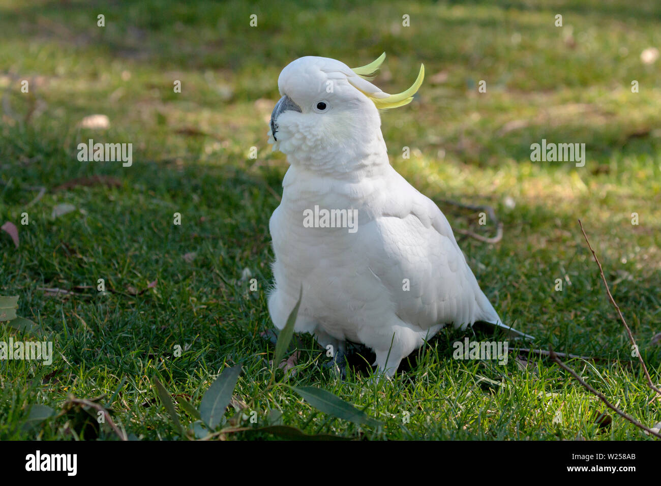 Sulphur-crested Cockatoo May 30th, 2019 Blue Mountains, Australia Stock Photo