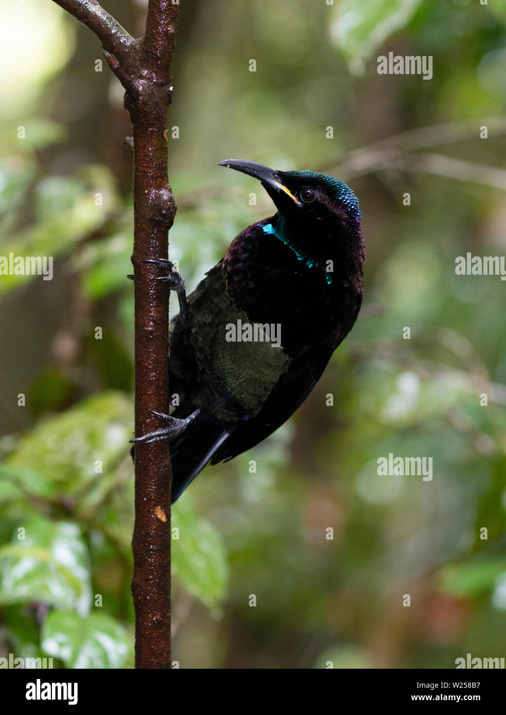 Victoria's Riflebird June 9th, 2019 Canopy Treehouses near Tarzali ...