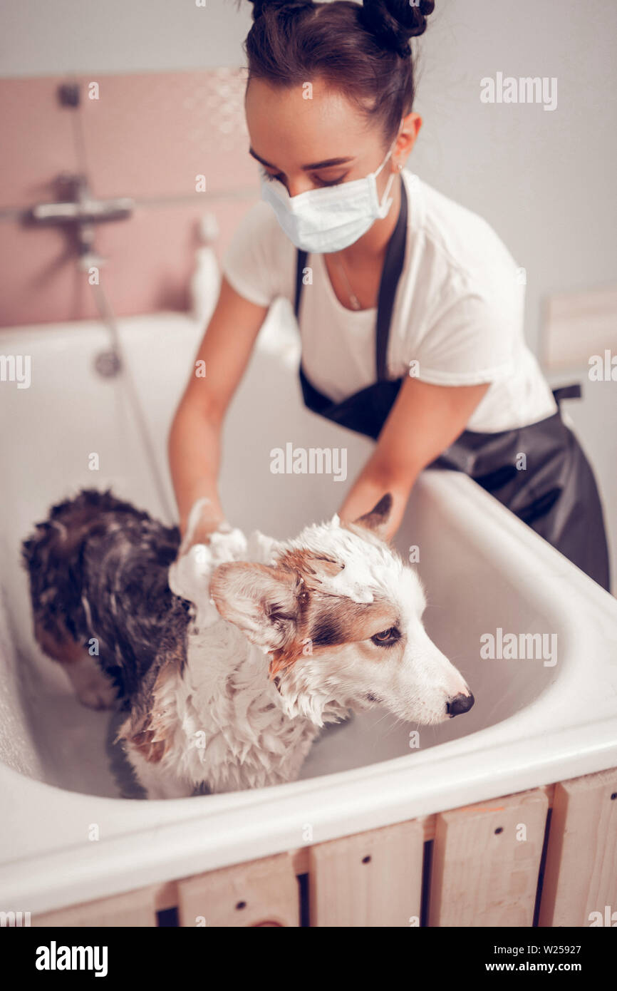 Washing dog. Young hardworking woman wearing mask and black apron