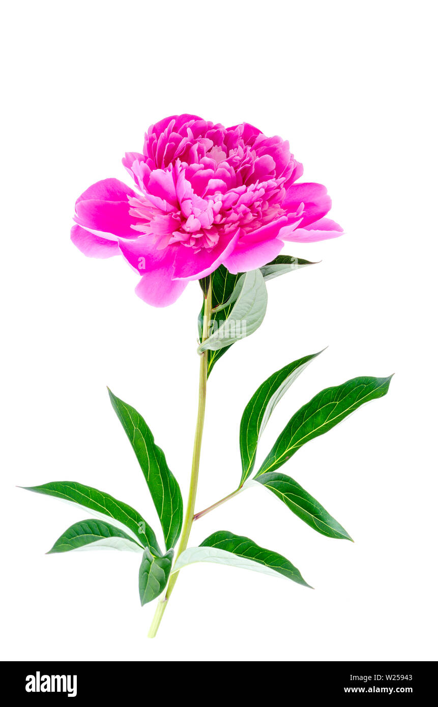 Beautiful pink peony flower isolated on white background Stock Photo ...