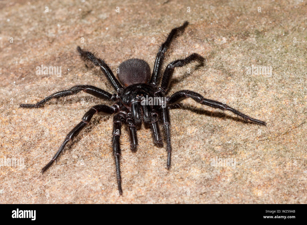 Sydney funnel-web spider Atrax rubustus Stock Photo