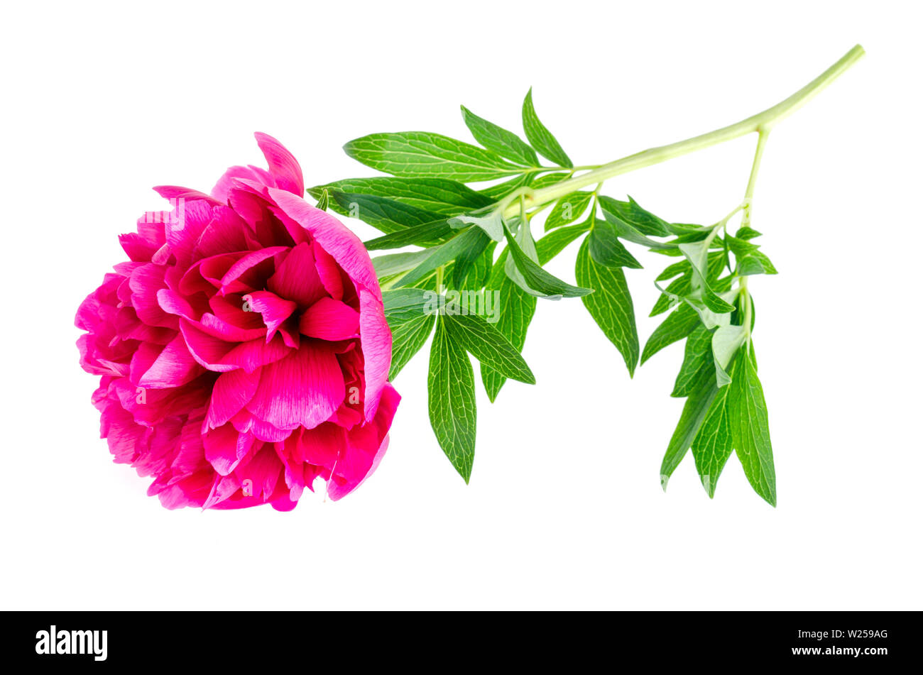 Beautiful pink peony flower isolated on white background Stock Photo ...