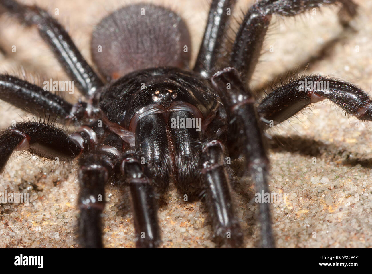 Sydney funnel-web spider Atrax rubustus Stock Photo