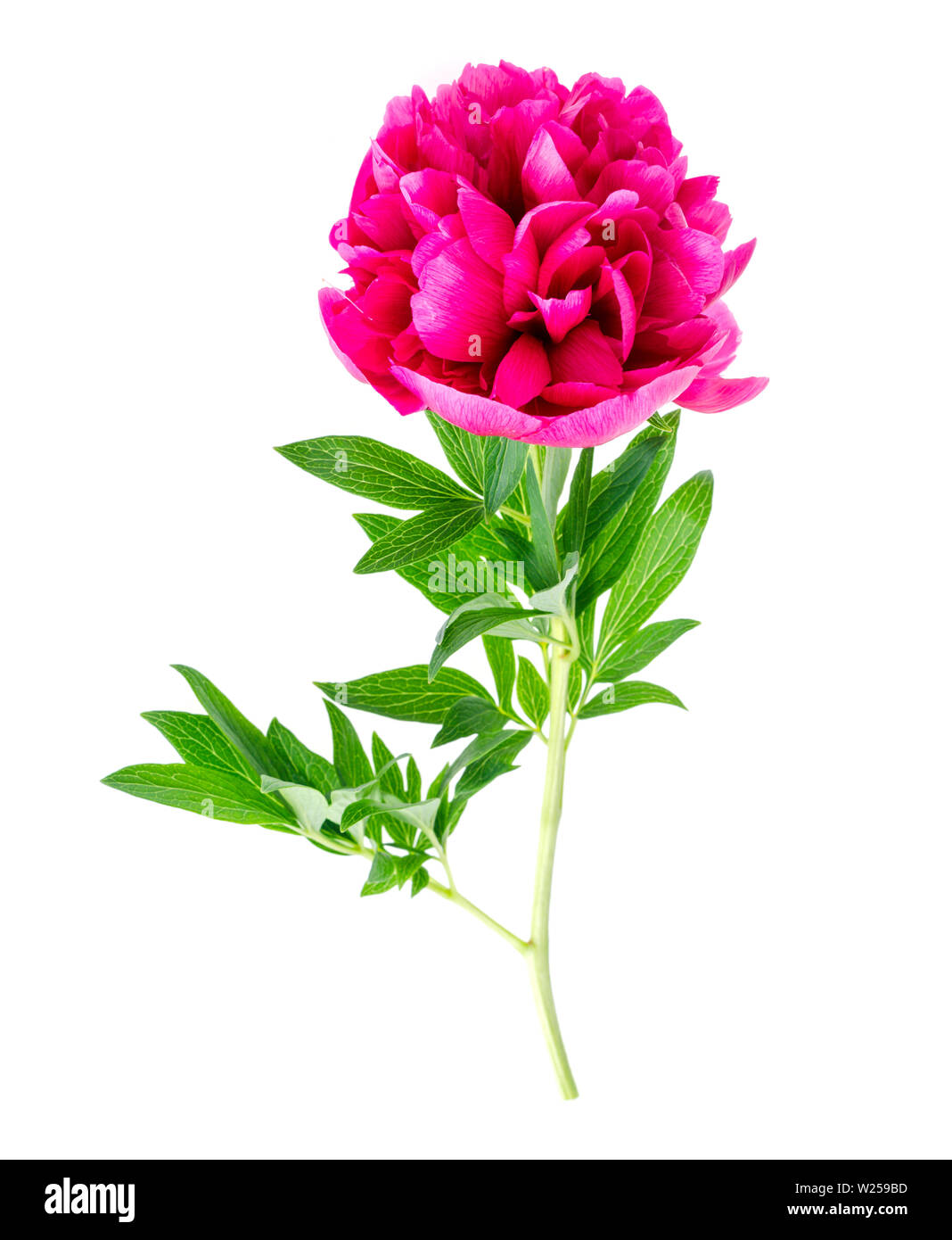 Beautiful pink peony flower isolated on white background Stock Photo ...