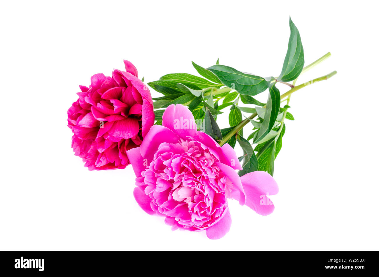 Beautiful pink peony flower isolated on white background Stock Photo ...