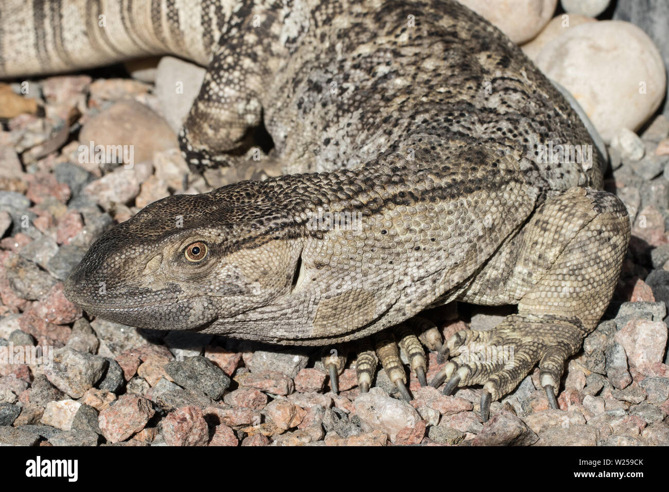 African Rock Monitor Varanus albigularis Stock Photo Alamy
