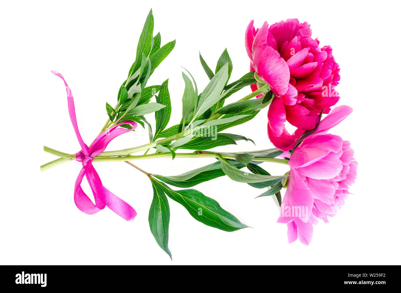 Beautiful pink peony flower isolated on white background Stock Photo ...