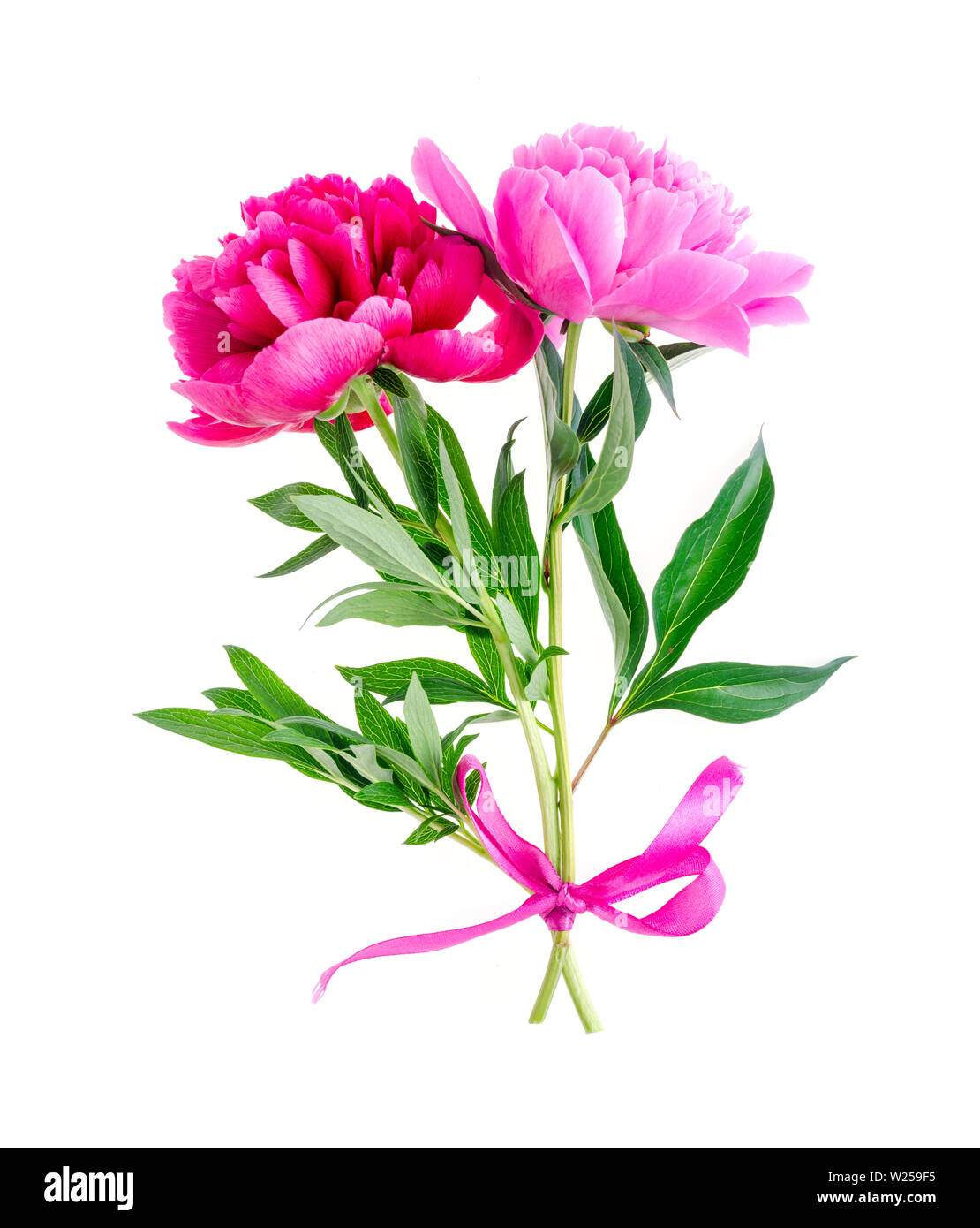 Beautiful pink peony flower isolated on white background Stock Photo ...