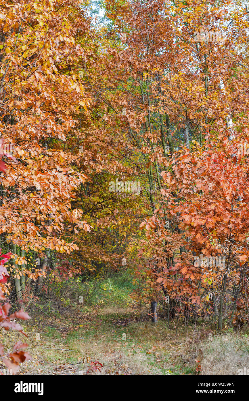 Mixed forest autumn hi-res stock photography and images - Alamy