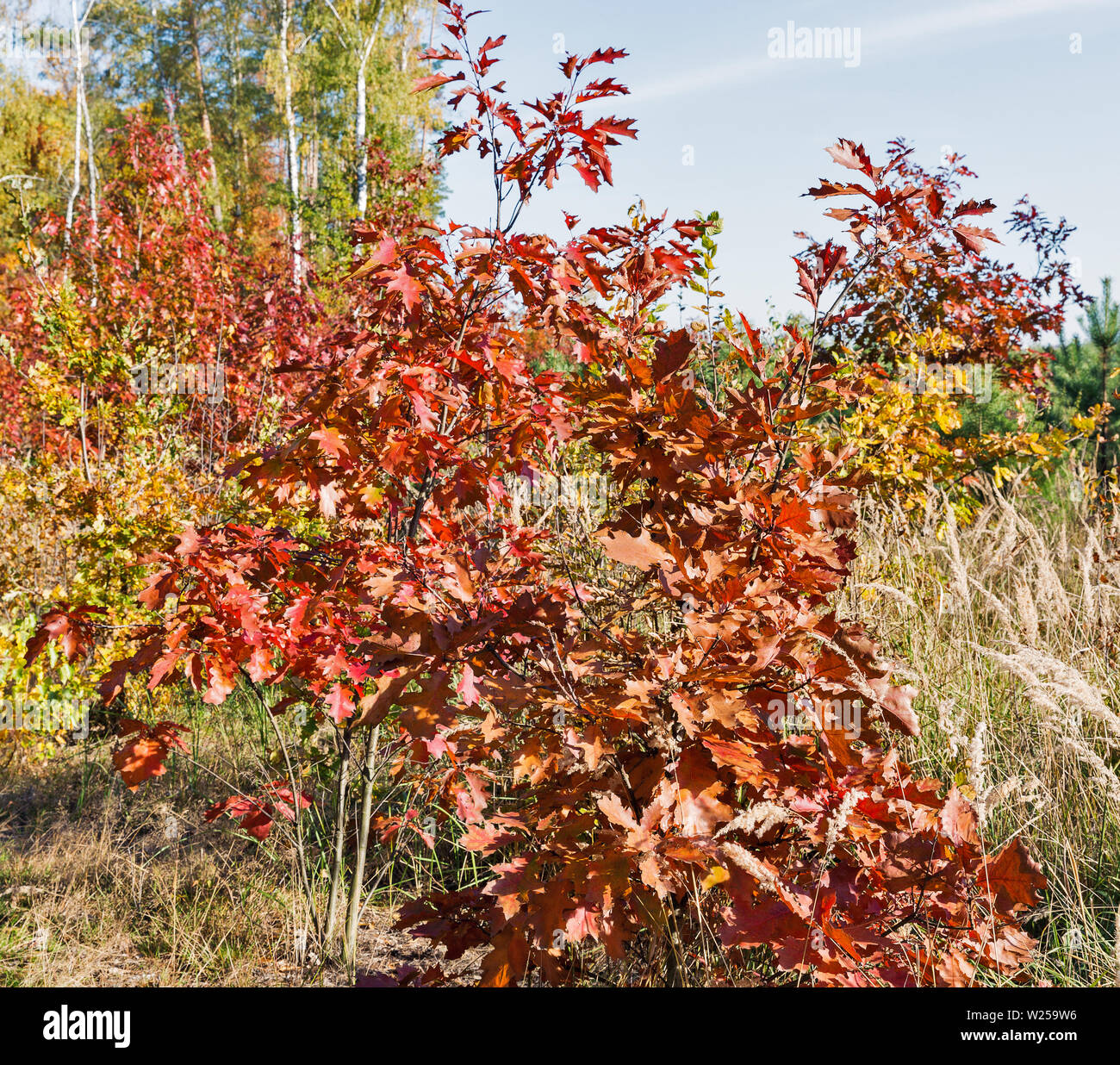 Young green forest of fir trees and deciduous trees hi-res stock ...