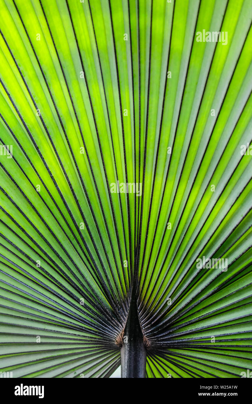 Full frame image of backlit Saw Palmetto Stock Photo