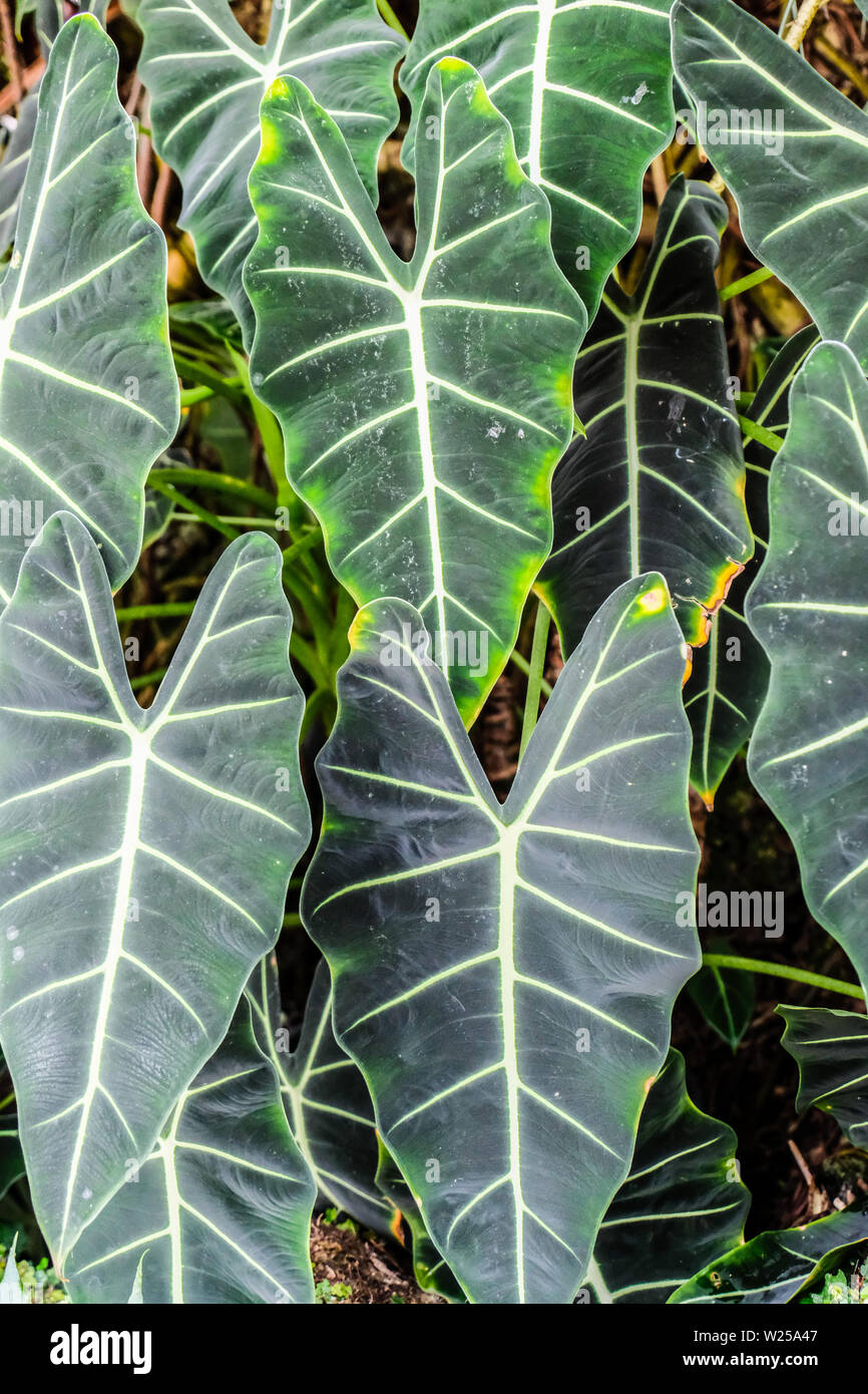 Tuberous perennials hires stock photography and images Alamy