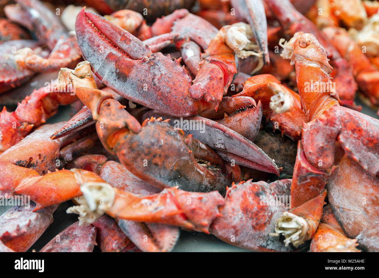 red cooked lobster claws closeup background Stock Photo
