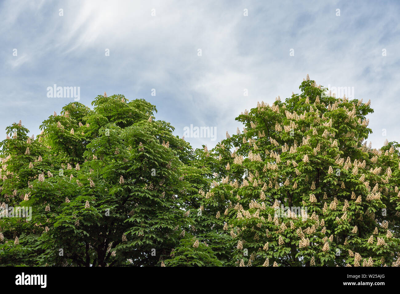 Flowering chestnut horse trees. White bunches of chestnut flowers on