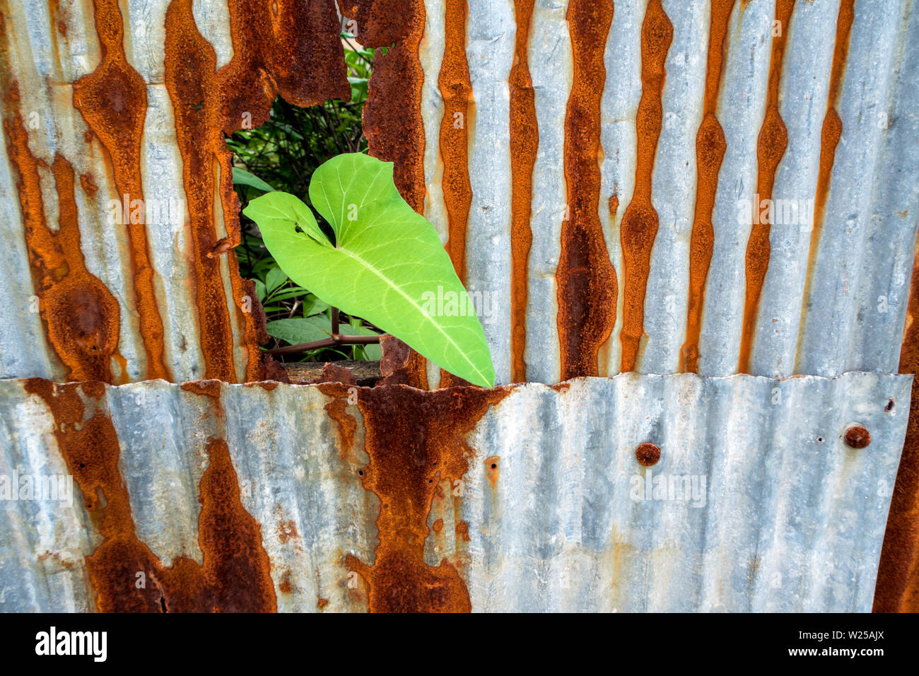 Morning glory and galvanized steel fence rust and corrosion Stock Photo Alamy