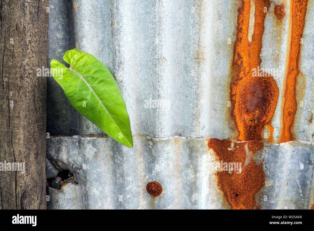 Morning glory and galvanized steel fence rust and corrosion Stock Photo