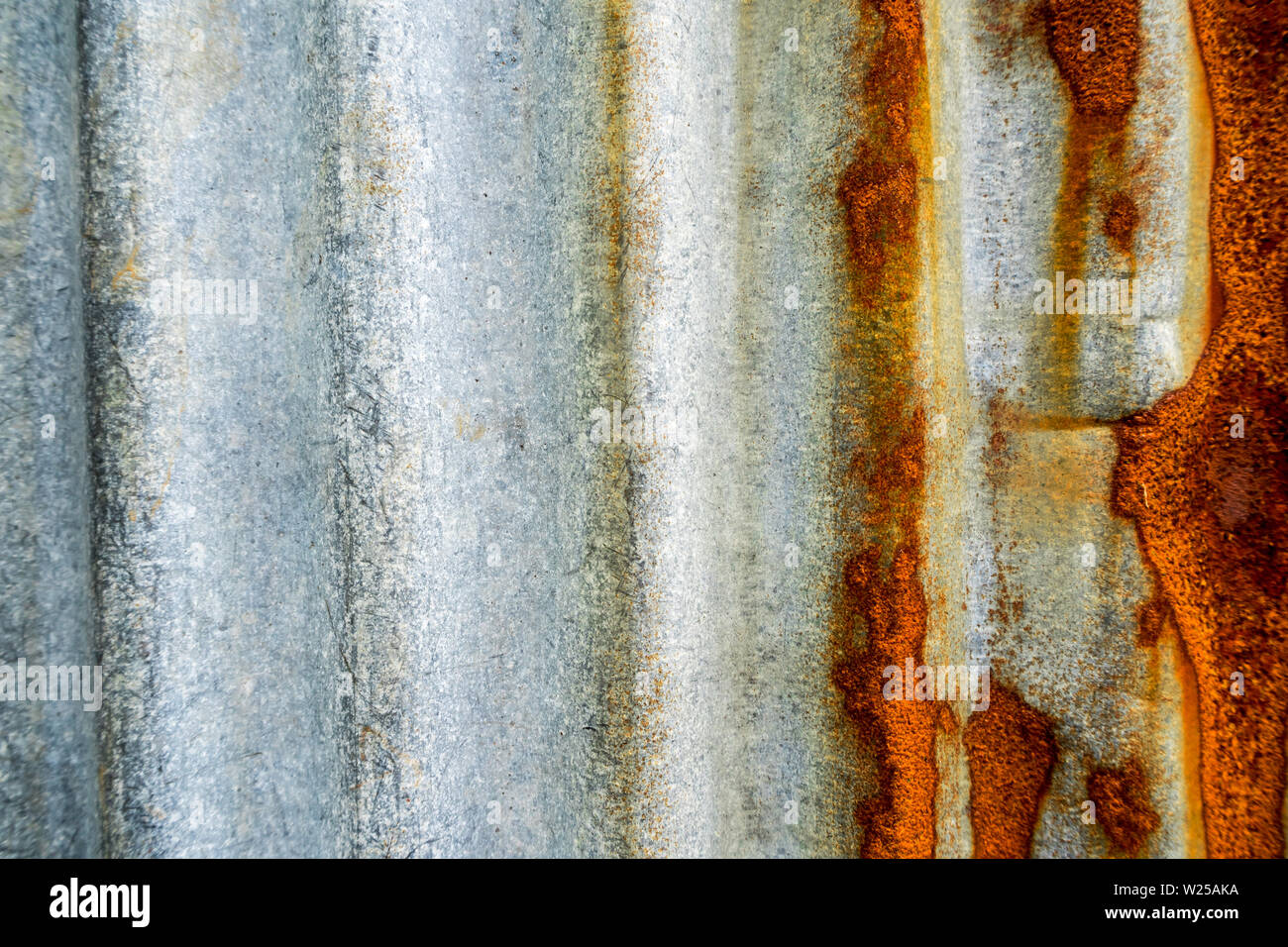 Morning glory and galvanized steel fence rust and corrosion Stock Photo
